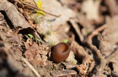 Dumontinia tuberosa