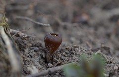 Dumontinia tuberosa