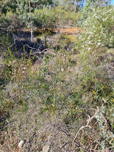 Chamelaucium uncinatum