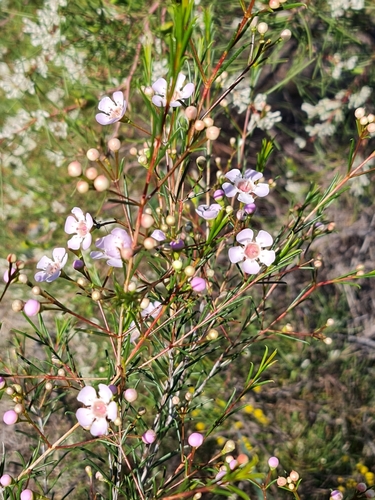 Chamelaucium uncinatum
