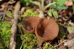Dumontinia tuberosa
