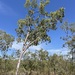 Corymbia disjuncta - Photo (c) Dean Nicolle, some rights reserved (CC BY-NC), uploaded by Dean Nicolle
