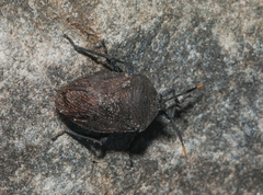 Coridius chinensis