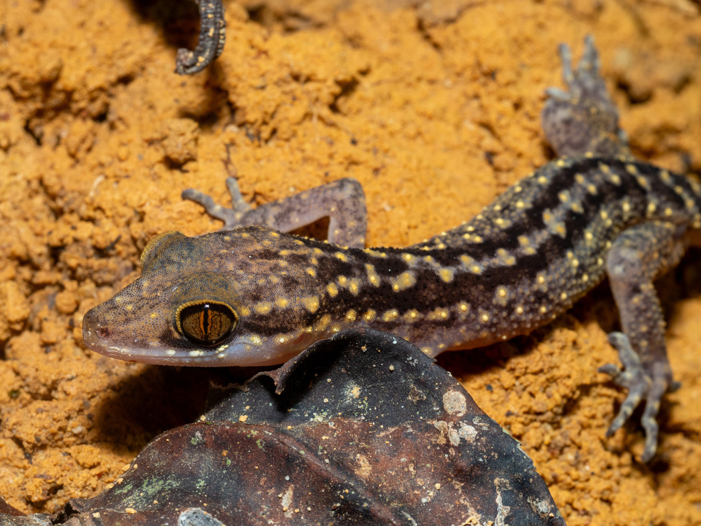 Johore Bow-Fingered Gecko