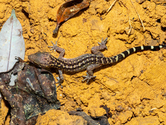 Johore Bow-Fingered Gecko photo 2