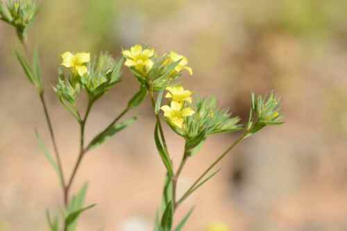 Linum strictum image