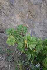 Aeonium lancerottense image