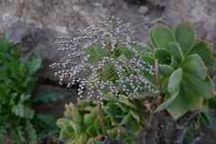 Aeonium lancerottense image