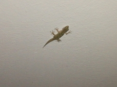 Tarentola angustimentalis
