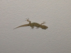 Tarentola angustimentalis