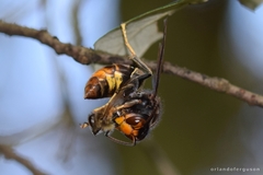 Vespa velutina nigrithorax