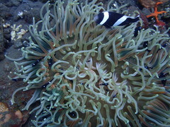 Amphiprion polymnus