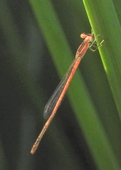 Agriocnemis falcifera