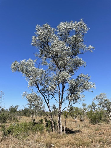 Eucalyptus argillacea W.Fitzg.