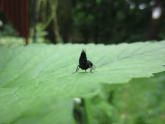 Philonthus caeruleipennis