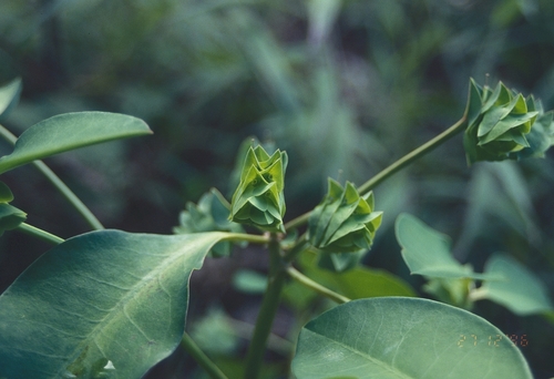 Euphorbia comosa, photograph 1