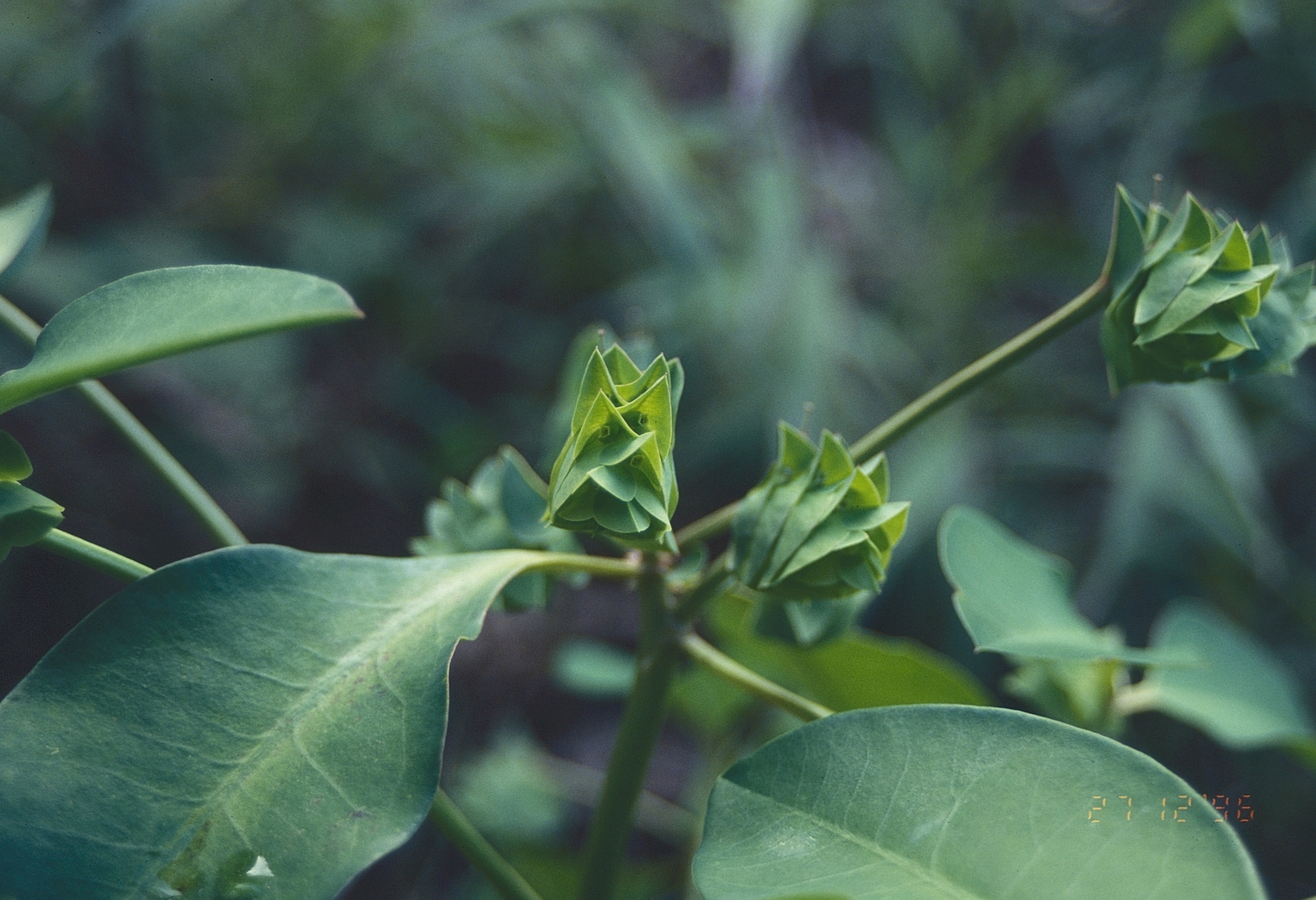 Euphorbia comosa