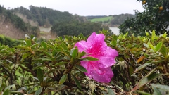 Rhododendron molle japonicum