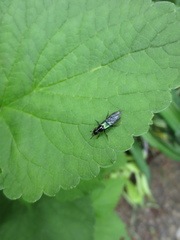 Philonthus caeruleipennis