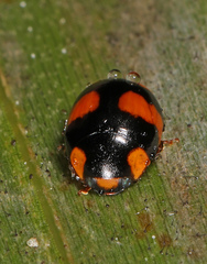 Brachiacantha