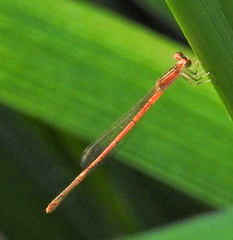 Agriocnemis falcifera
