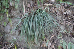 Ophiopogoneae