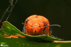 Podontia lutea
