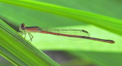 Agriocnemis falcifera