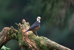 Turdus niveiceps