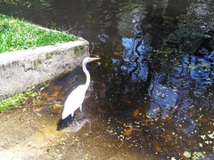 Ardea alba