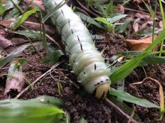 Lophostethus dumolinii