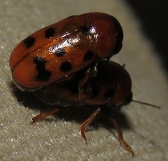 Melitonoma
