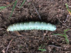 Lophostethus dumolinii