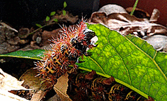 Ormiscodes cinnamomea