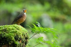 Turdus niveiceps