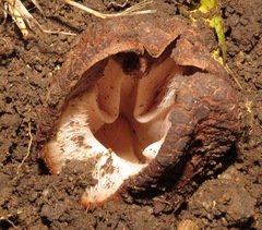 Hydnora abyssinica
