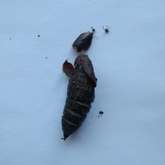 Ormiscodes cinnamomea