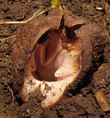 Hydnora abyssinica
