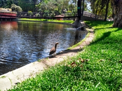 Nycticorax nycticorax