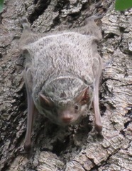 Taphozous mauritianus