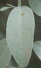 Ximenia americana microphylla