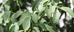 Ximenia americana microphylla