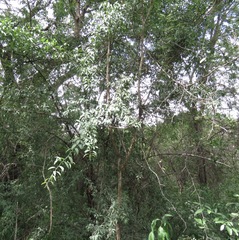 Ximenia americana microphylla
