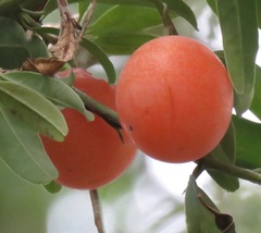 Ximenia americana microphylla