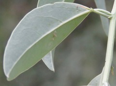 Ximenia americana microphylla
