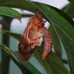 Ormiscodes cinnamomea