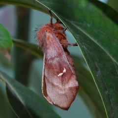 Ormiscodes cinnamomea