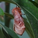 Ormiscodes cinnamomea - Photo 由 Cristian Riquelme 所上傳的 (c) Cristian Riquelme，保留部份權利CC BY