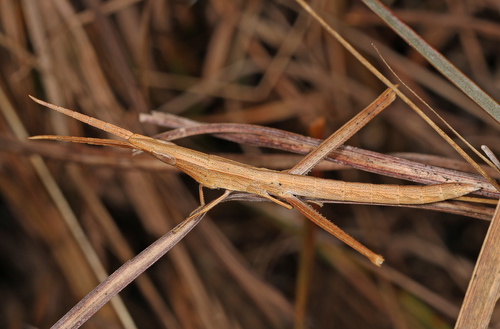 Long-headed Toothpick Grasshopper photo 3