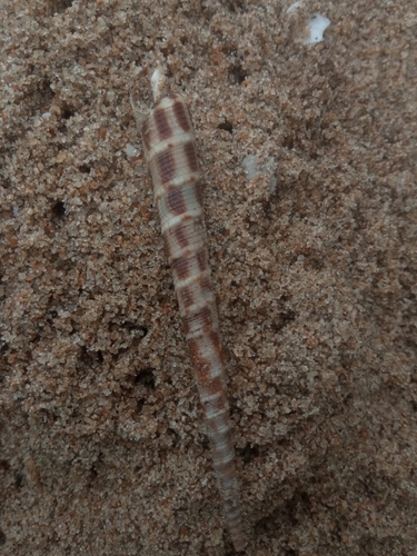 Terebra commaculata observed 2023-08-04